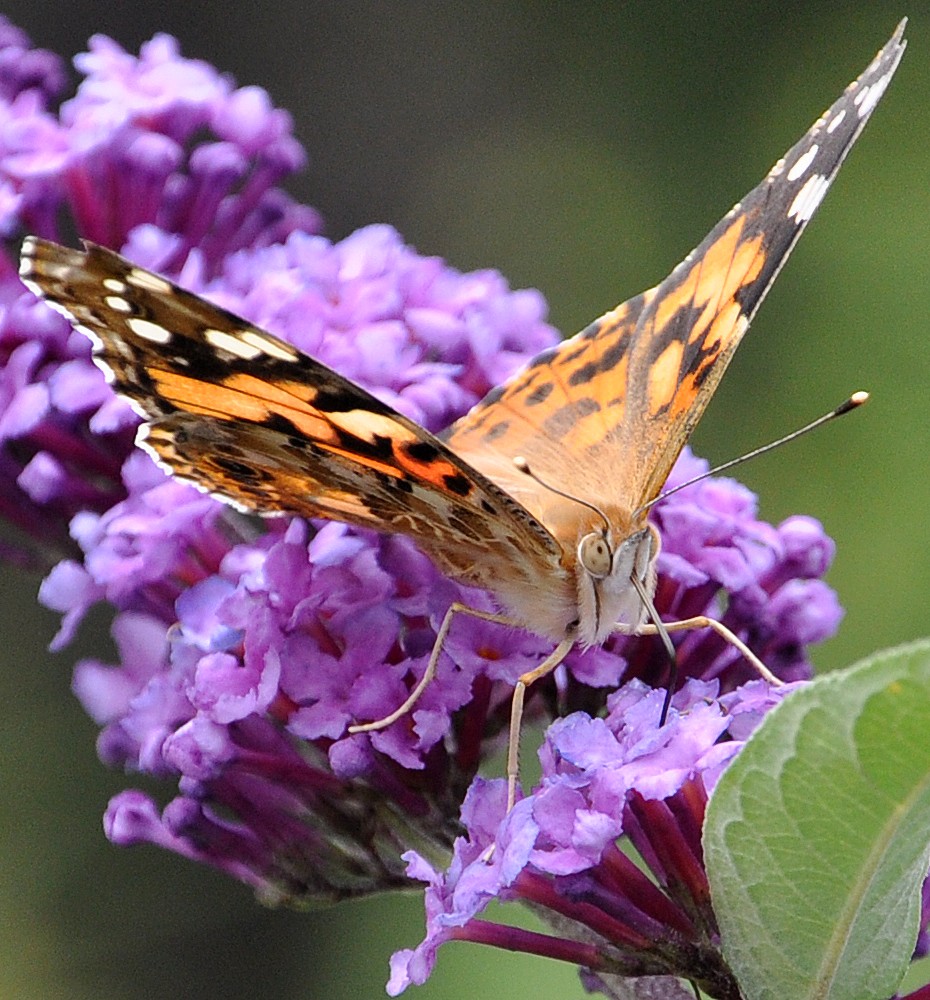 Schmetterling