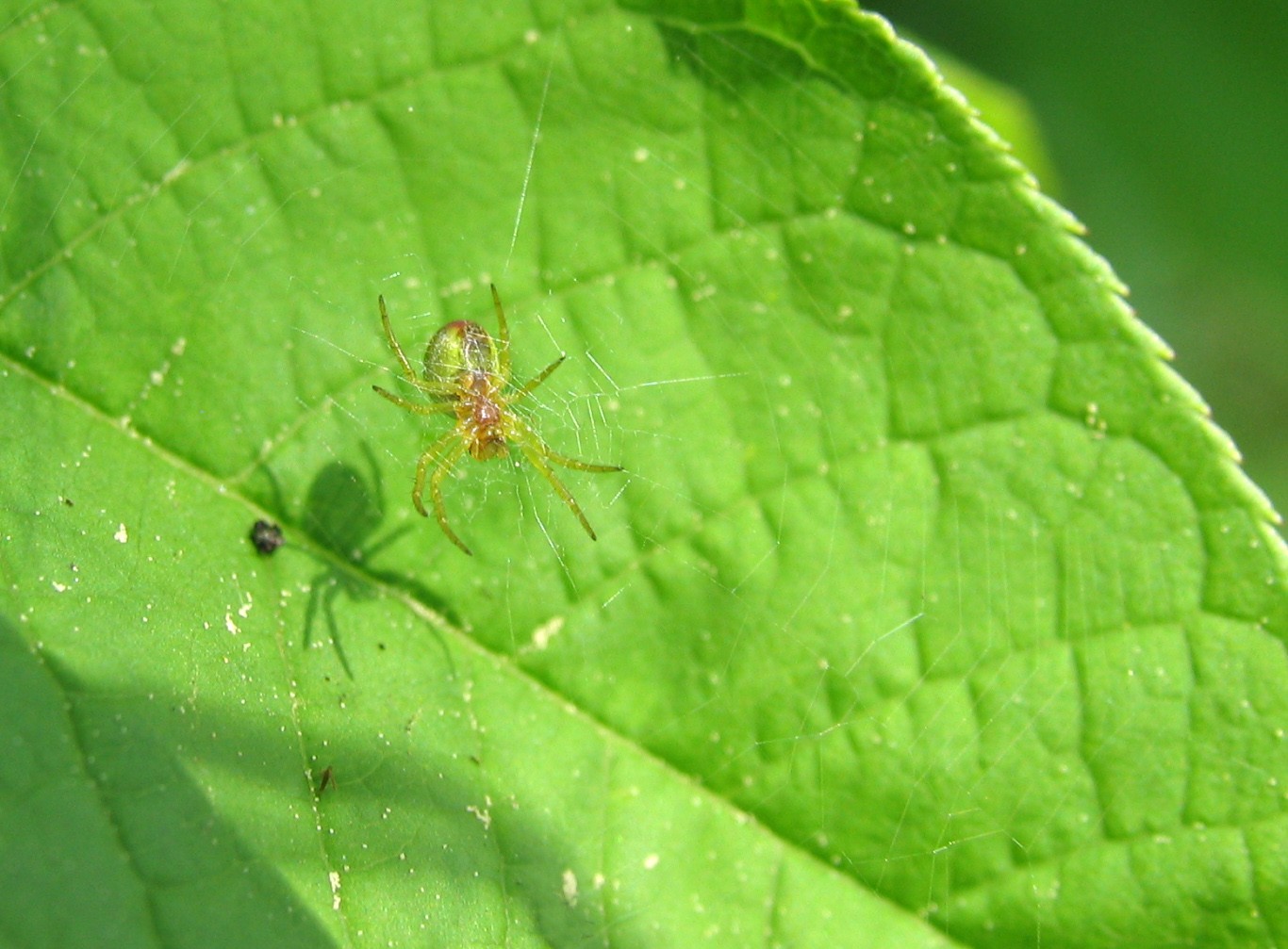 Kleine Spinne...er