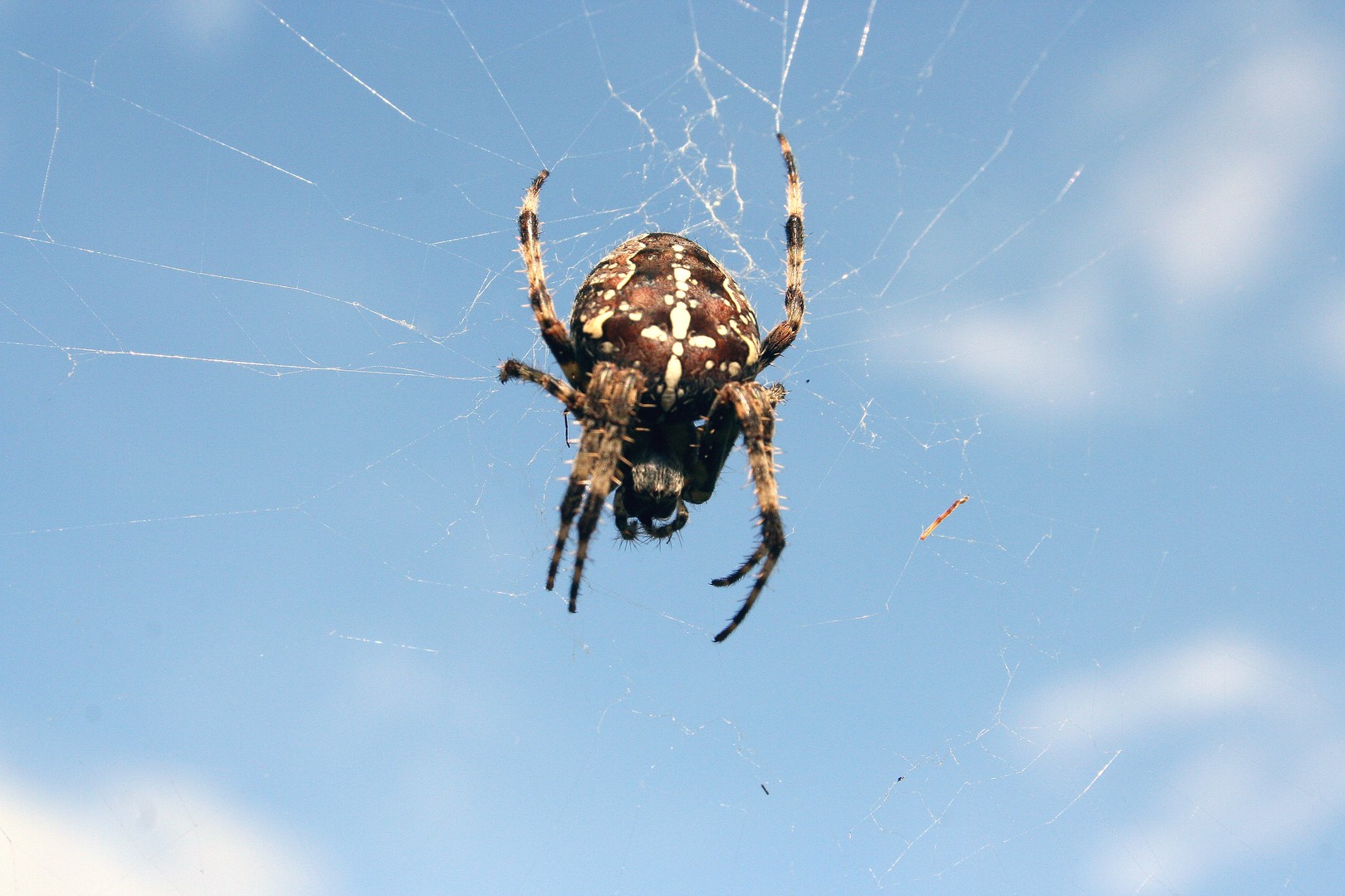 Spinne auf der Lauer