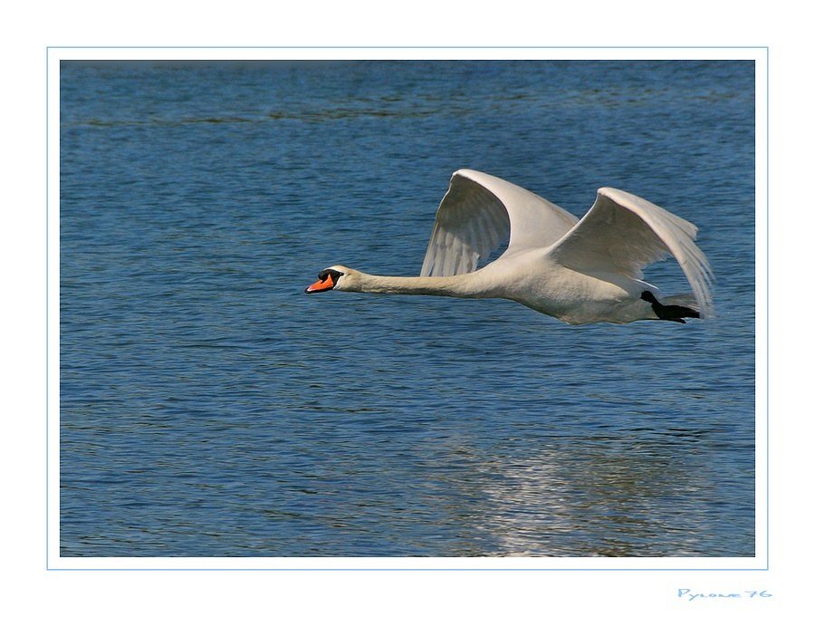 Le Cygne