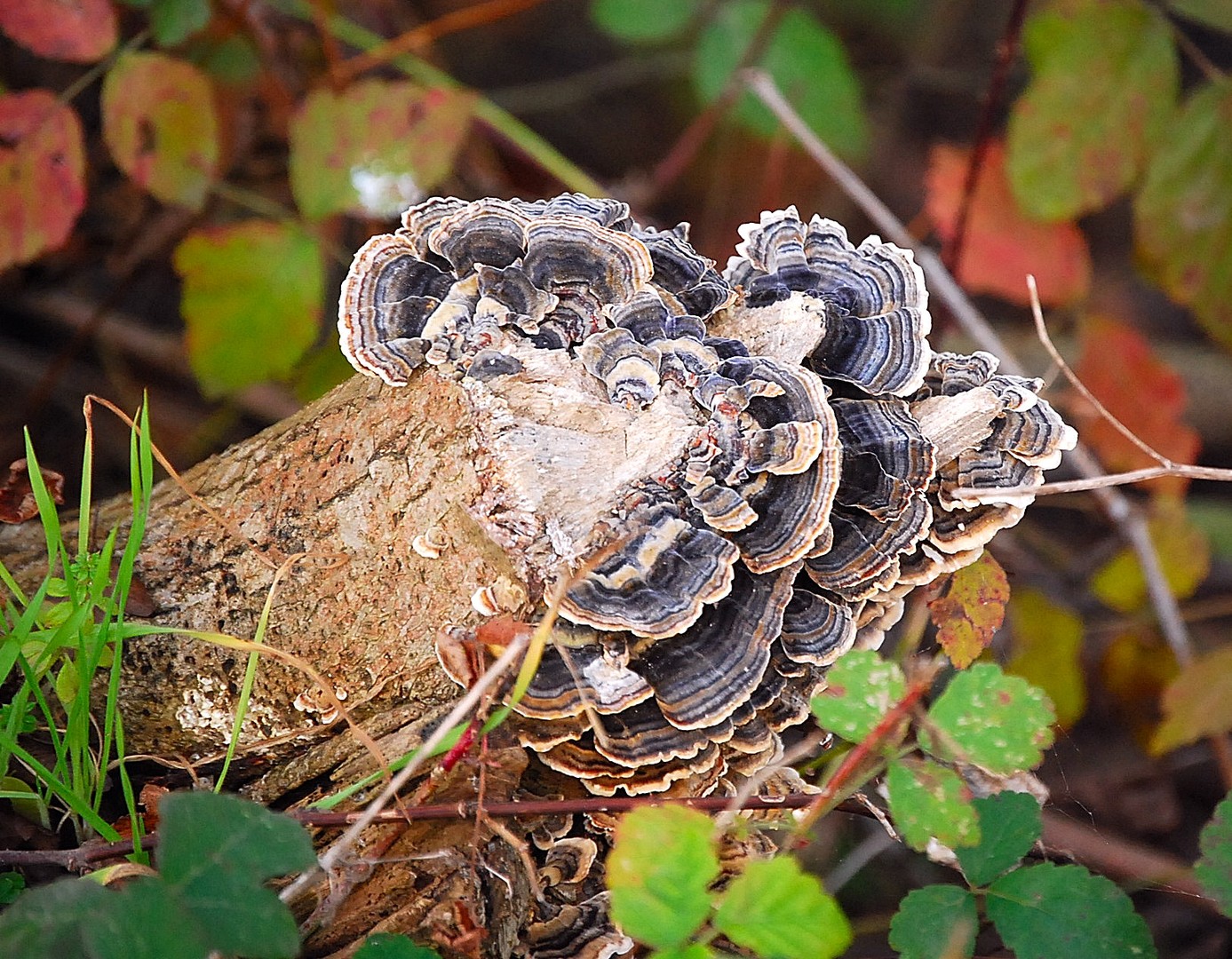 Champignon.