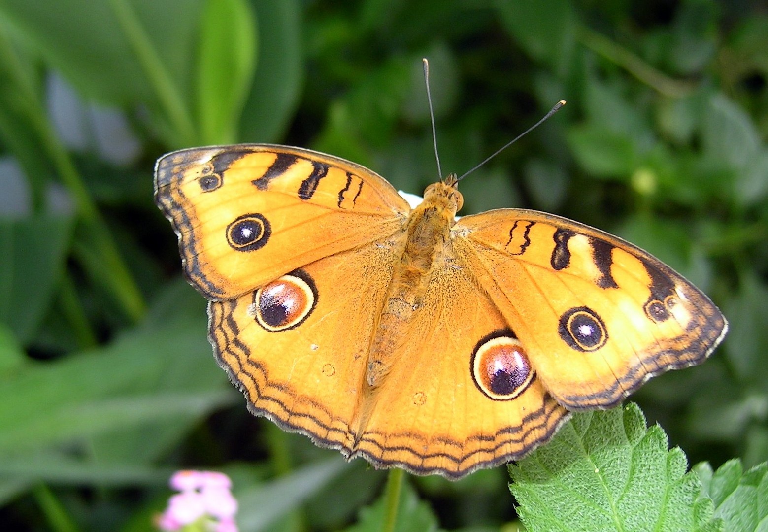 Schmetterling