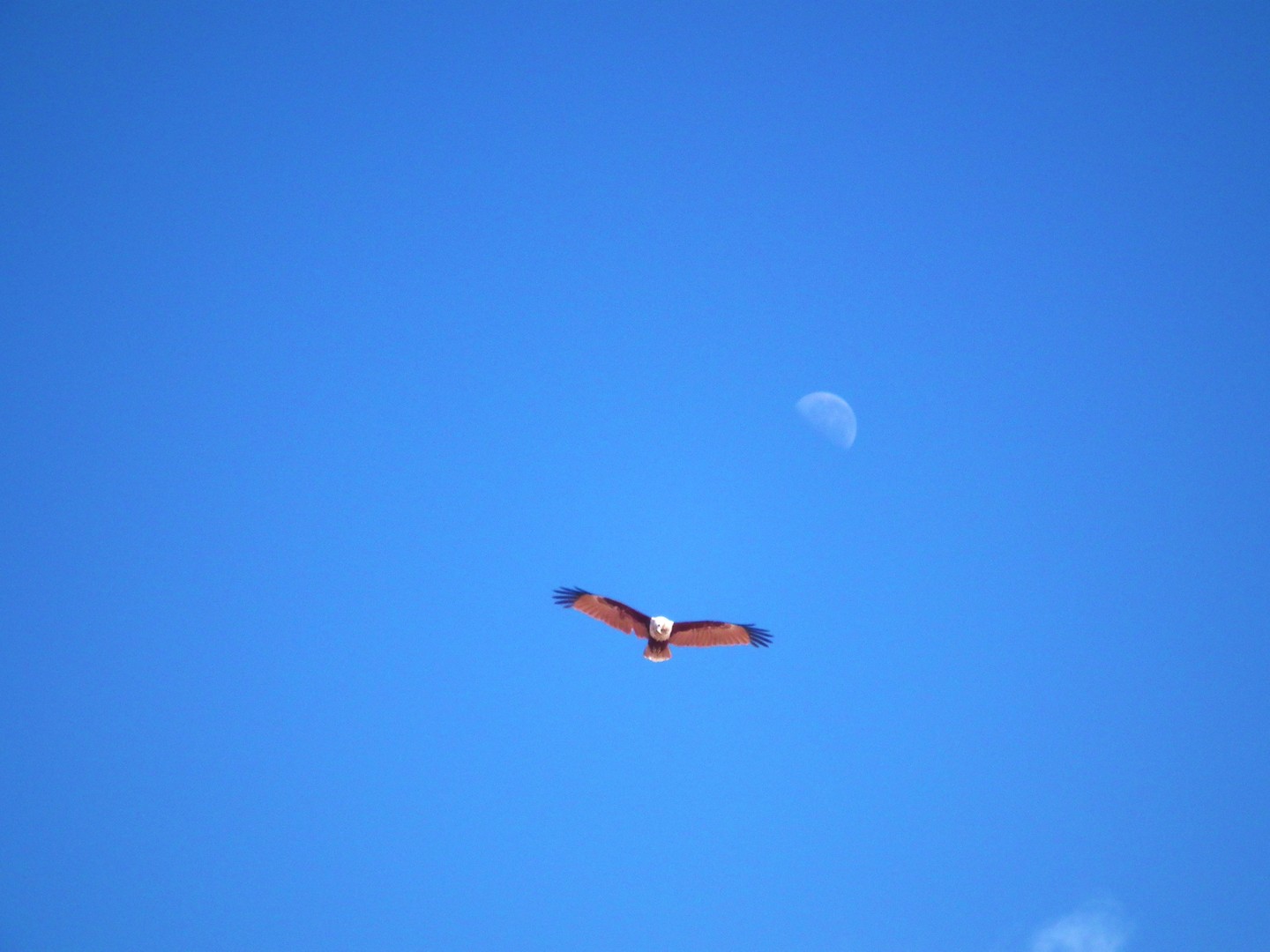 Moon Sea Eagle