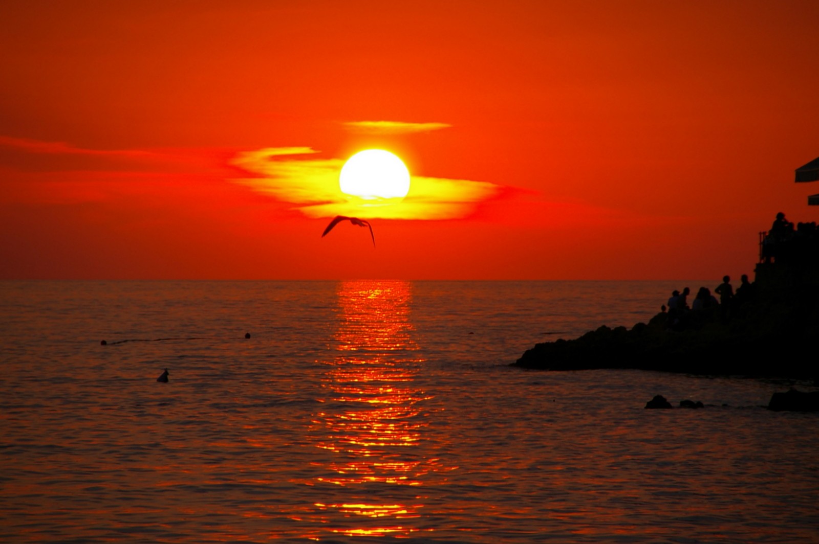 Flug der Möve im Sonnenuntergang