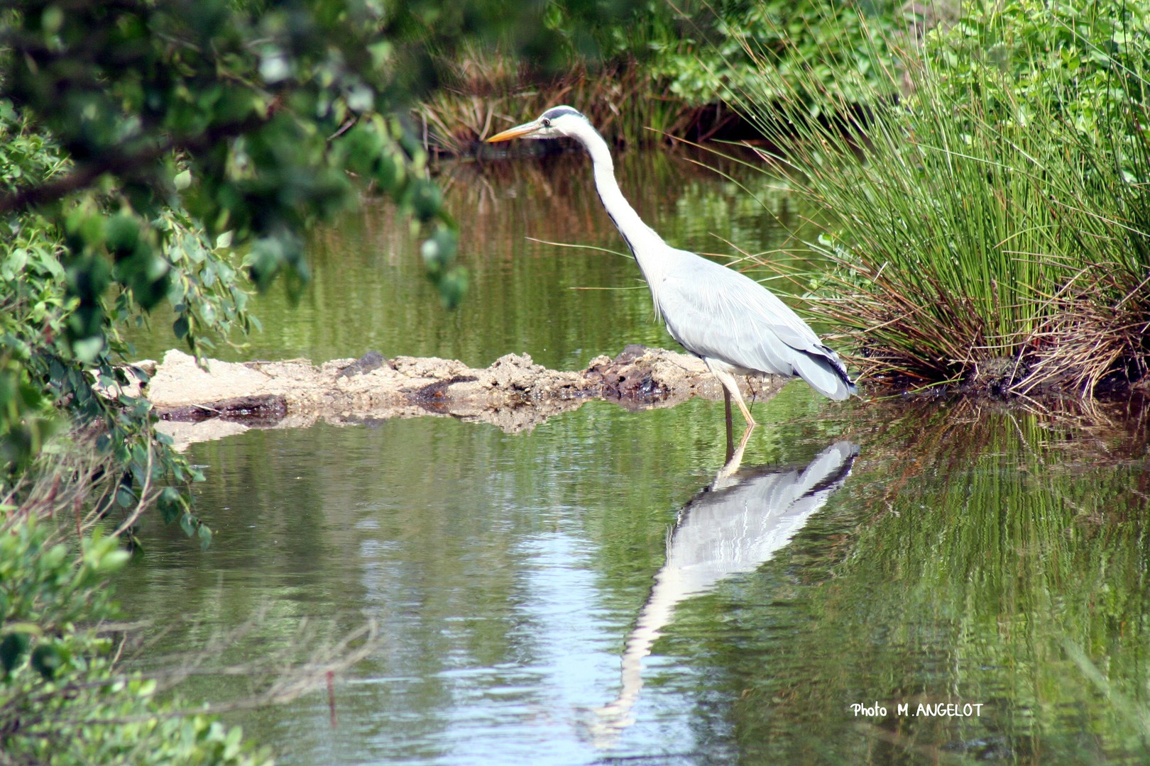 HERON PETIT PATAPON