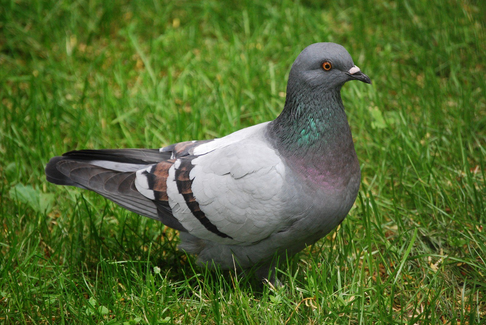 Pigeon.