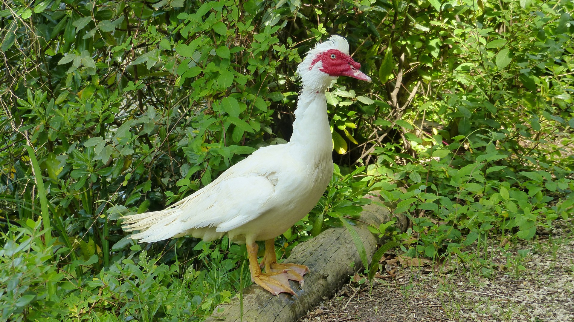 Oiseau bizarre !