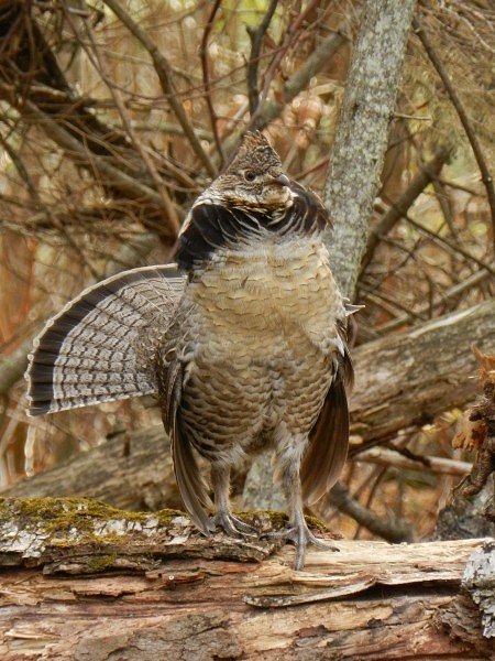 Ruffed Grouse Canadian