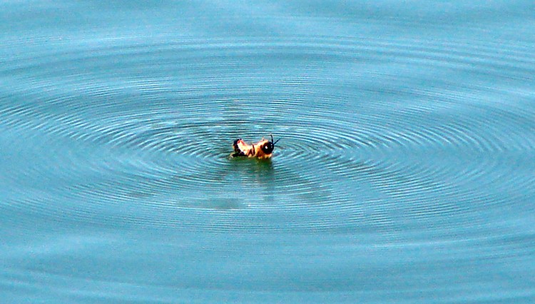 Insecte en détresse