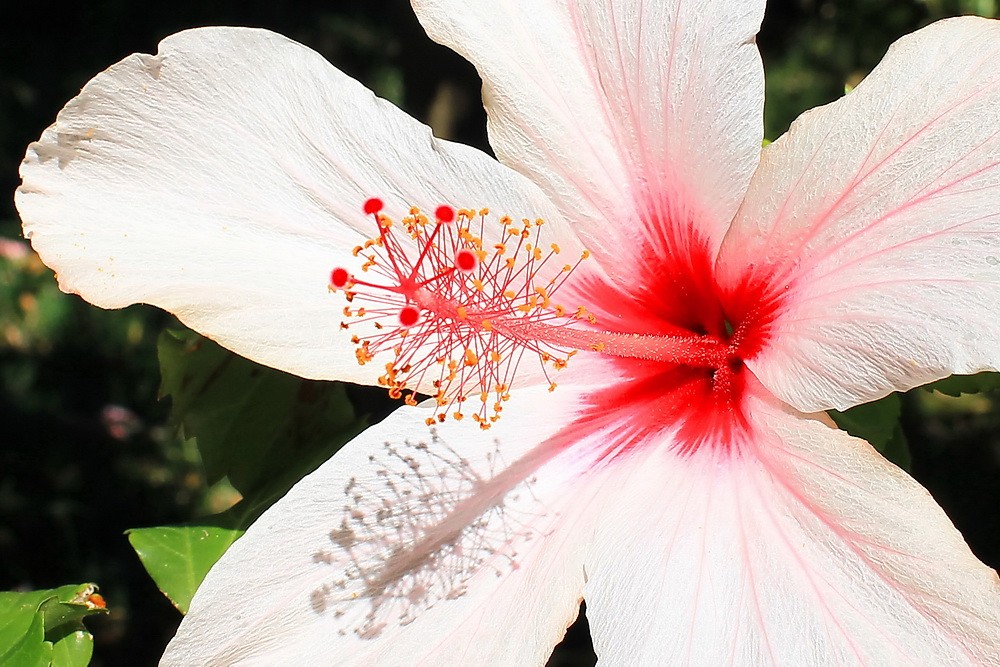 Qu'elle est cette fleur ?