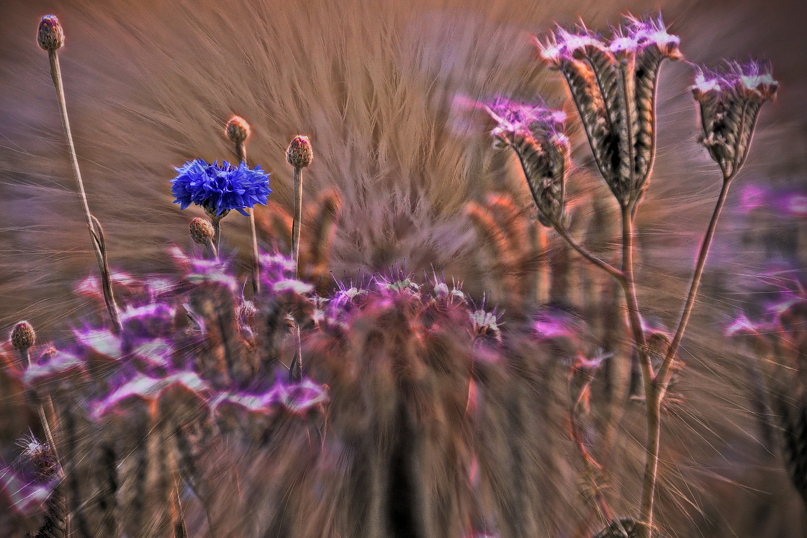 das einsame blau auf dem Feld