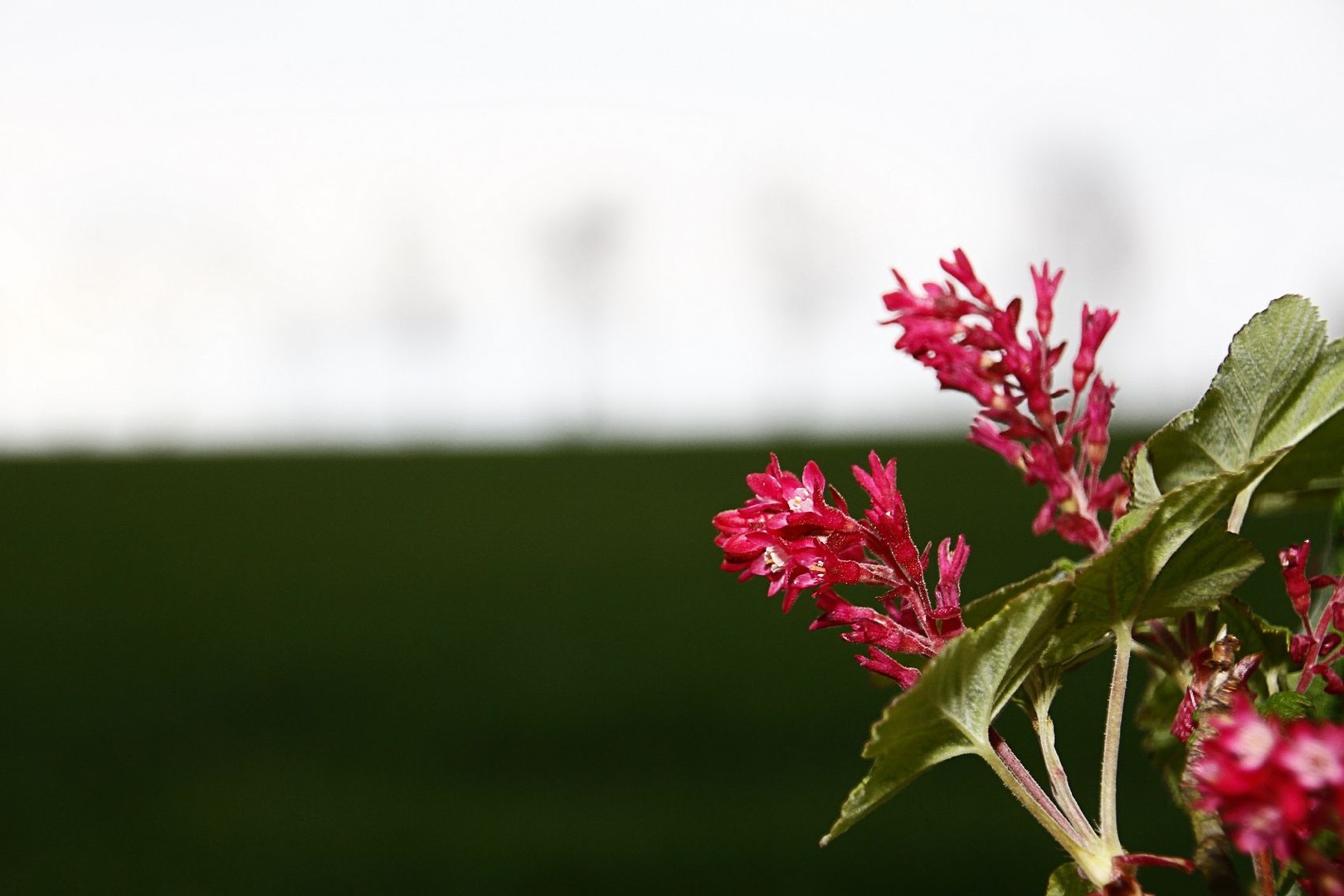 Es wird Frühling....