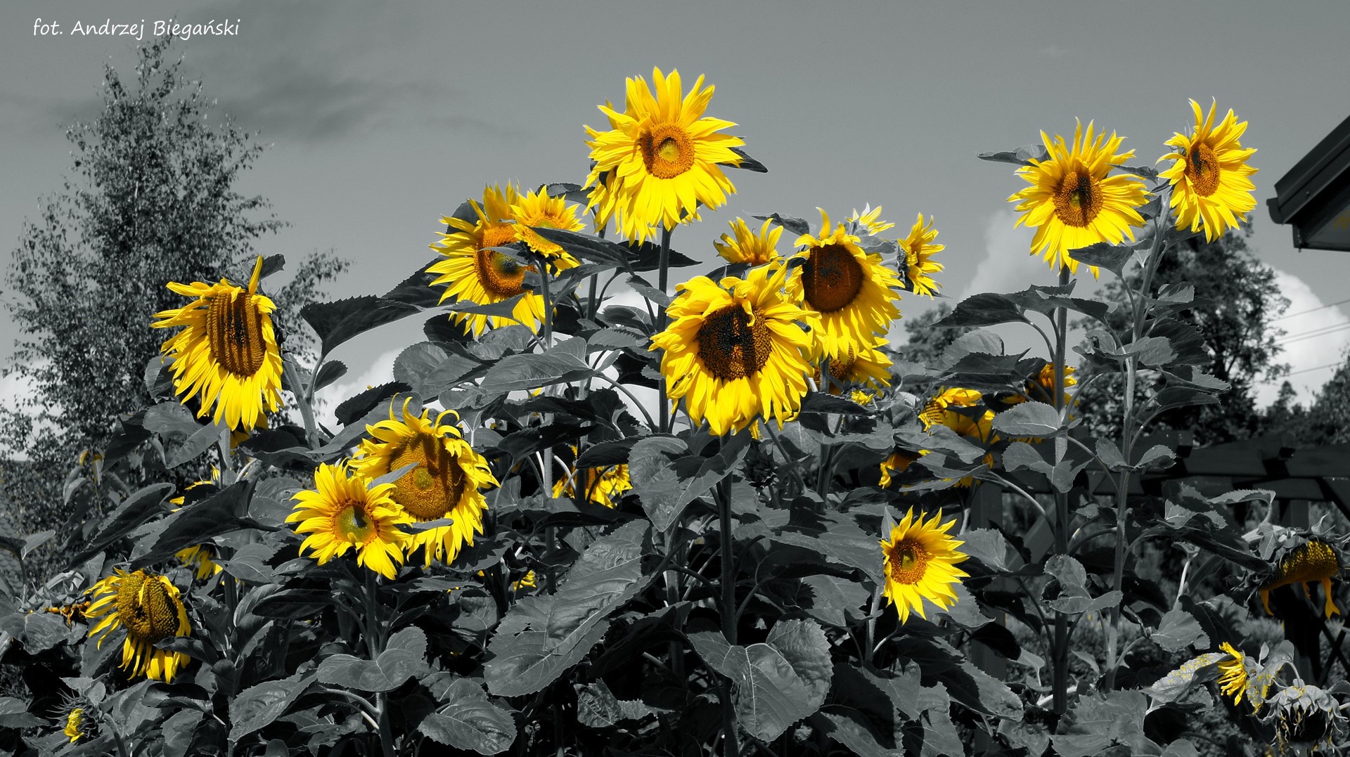 Sonnenblumen in Zwei Farben