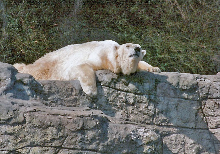 Eisbär