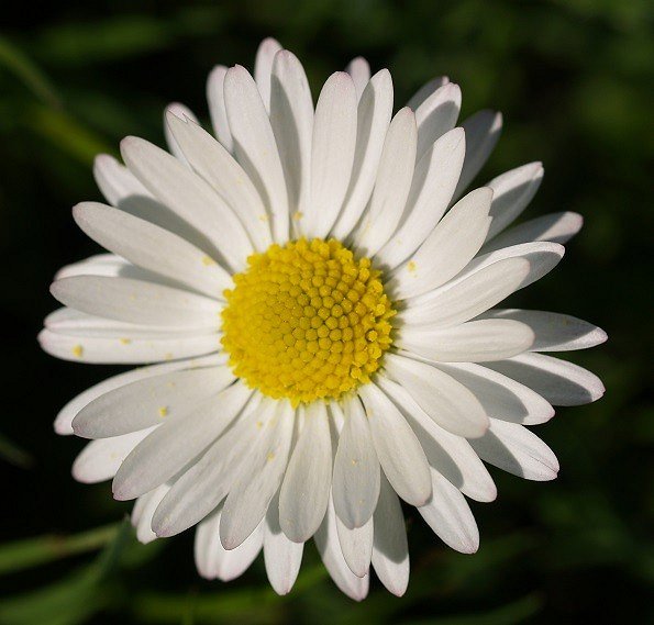 Bellis perennis