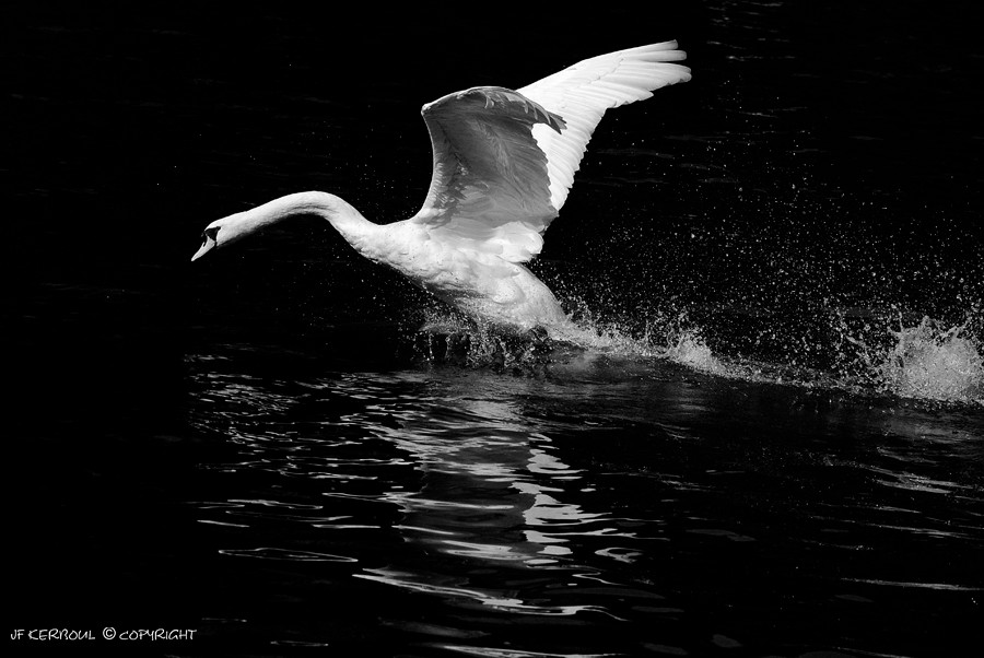 Envol Cygne