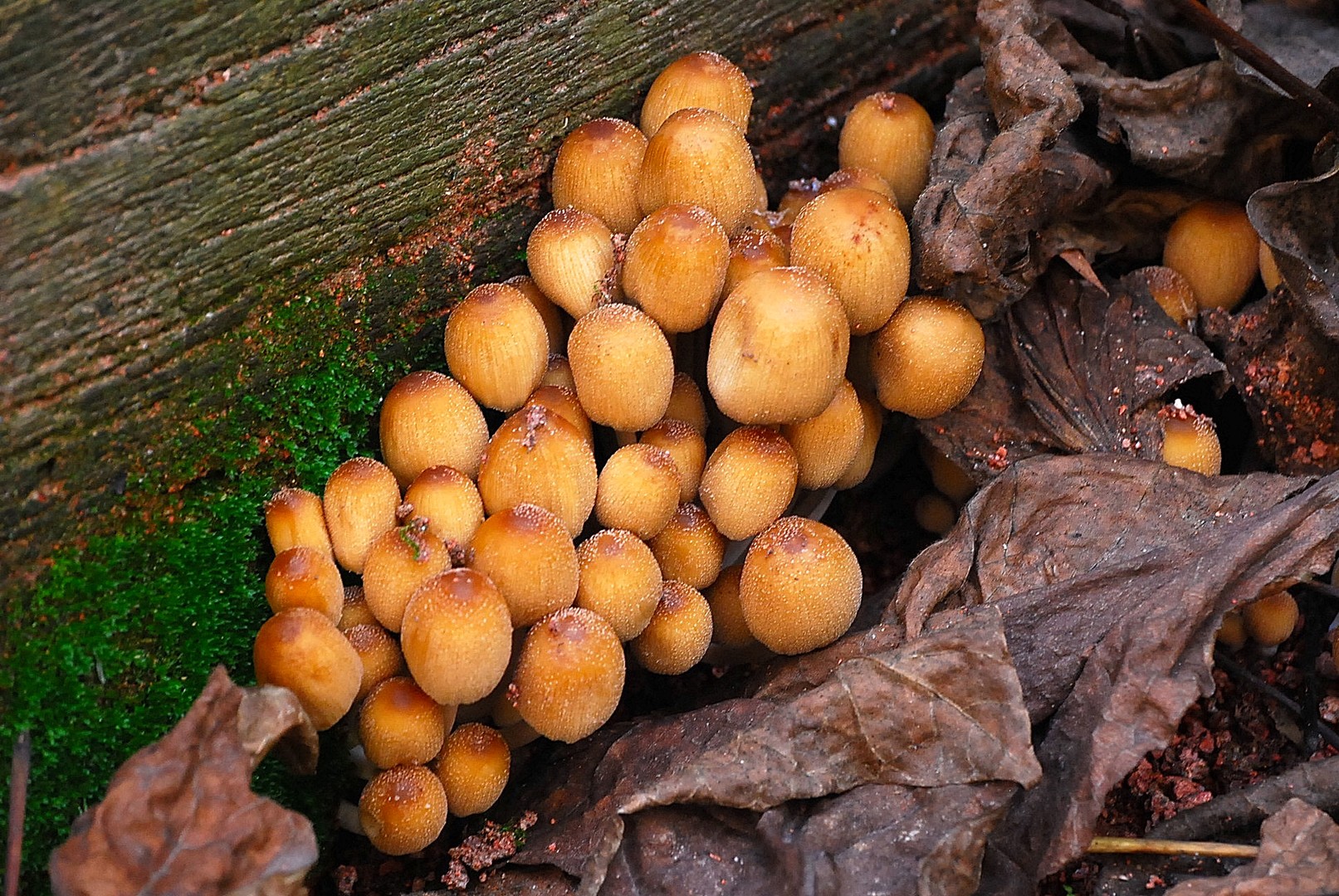 Champignons.