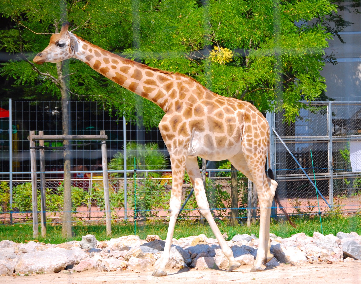 Girafe.