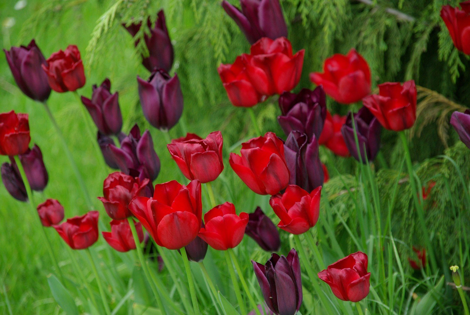 Tulpen