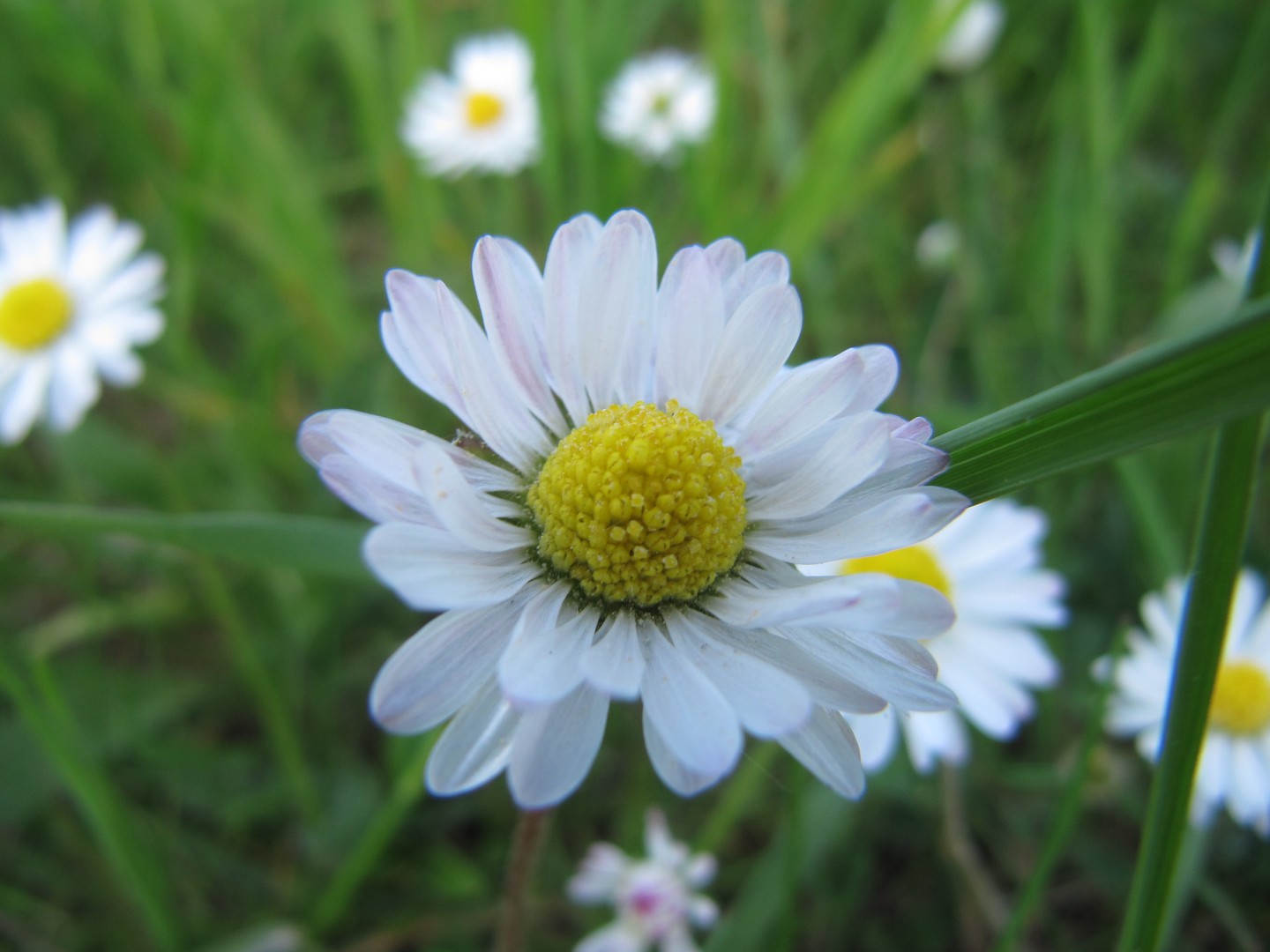 Blumenwiese