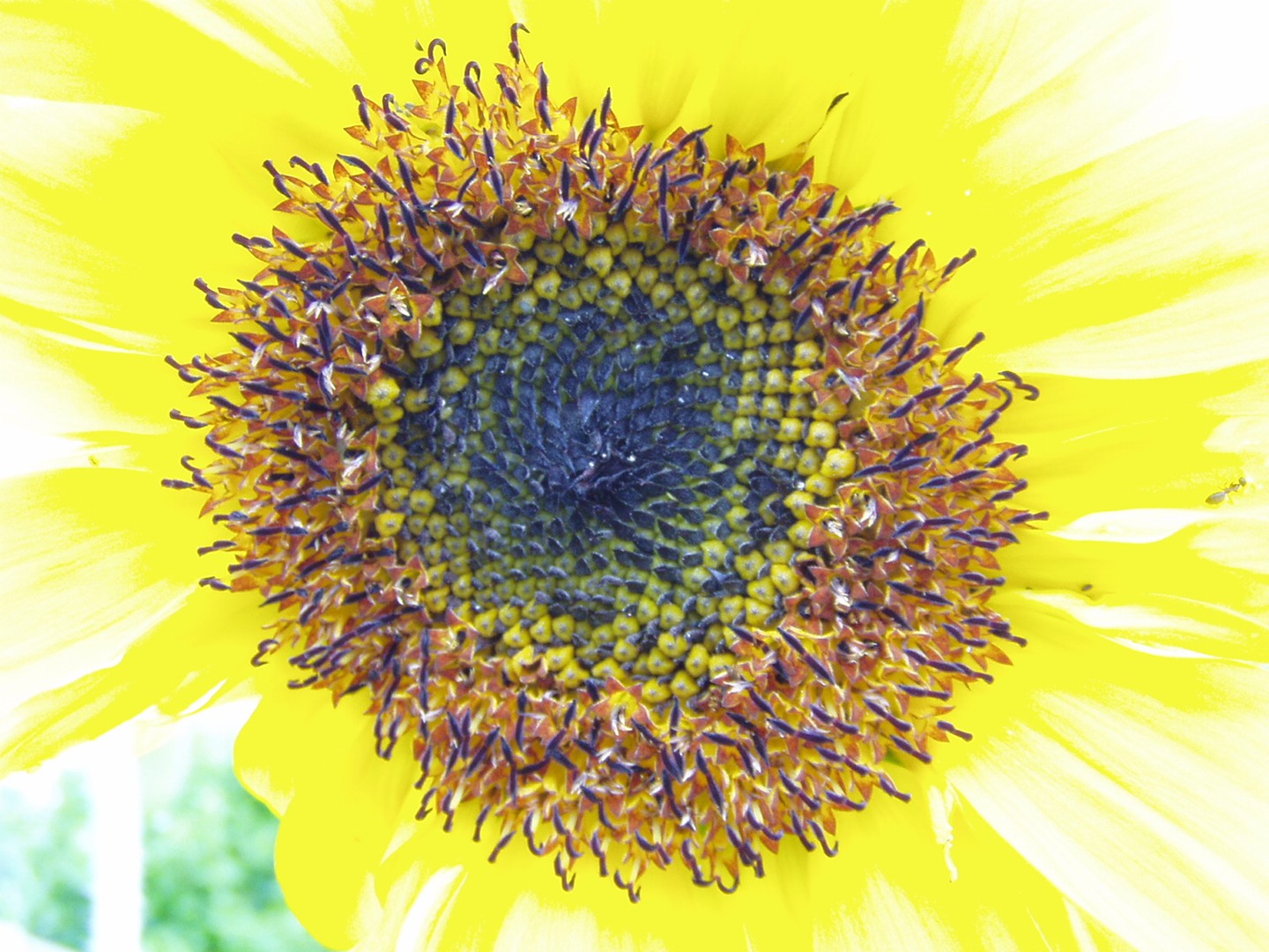 Der Sommer kommt