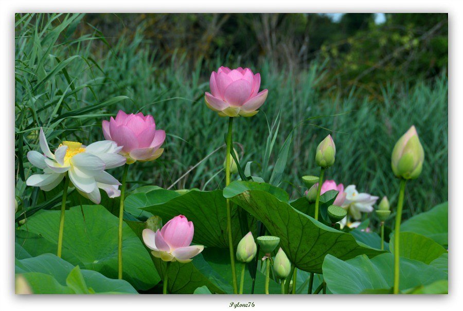 Fleur de lotus