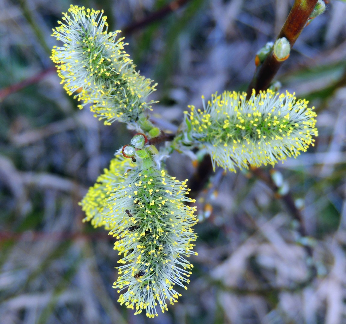 Frühling