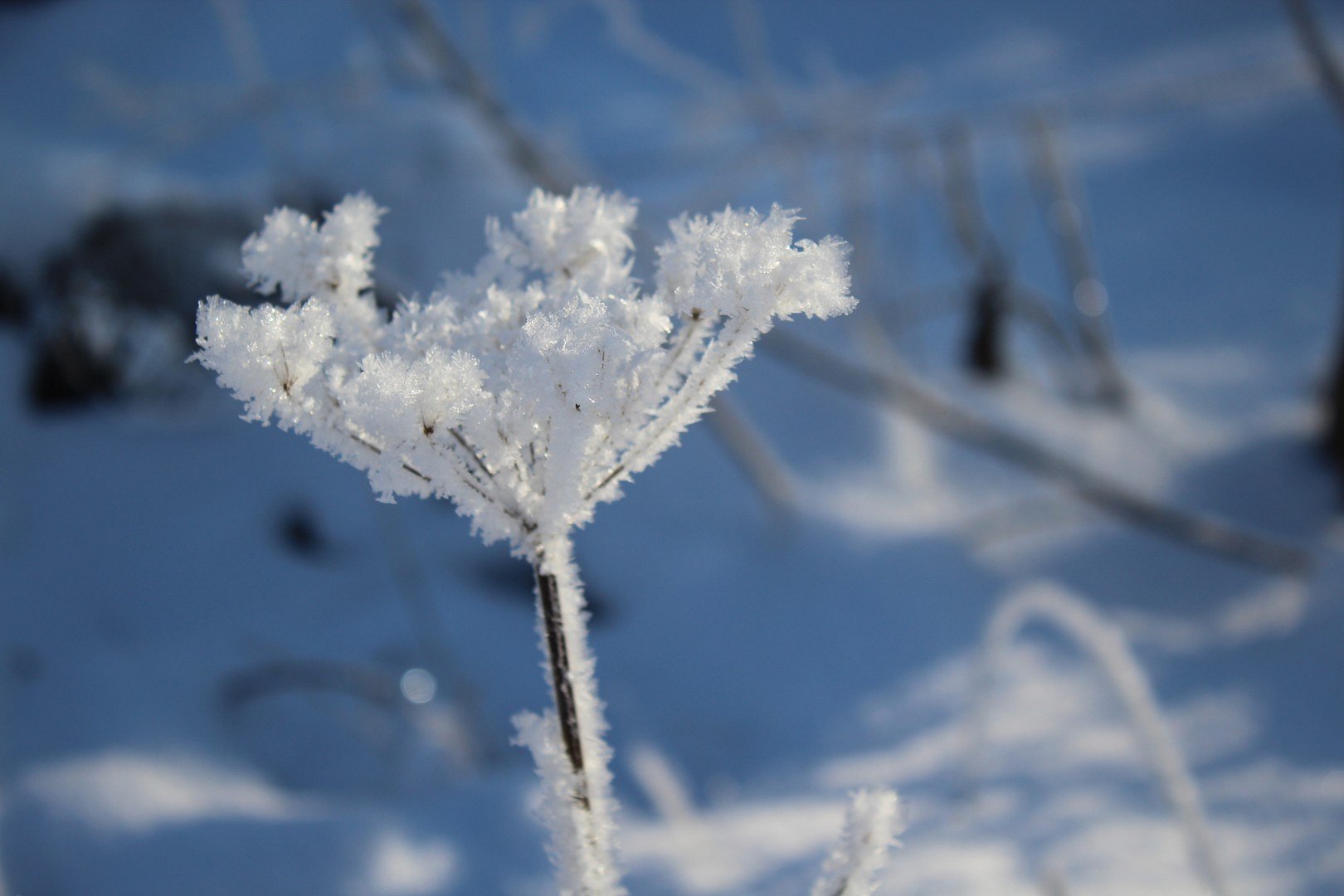 Eisblume