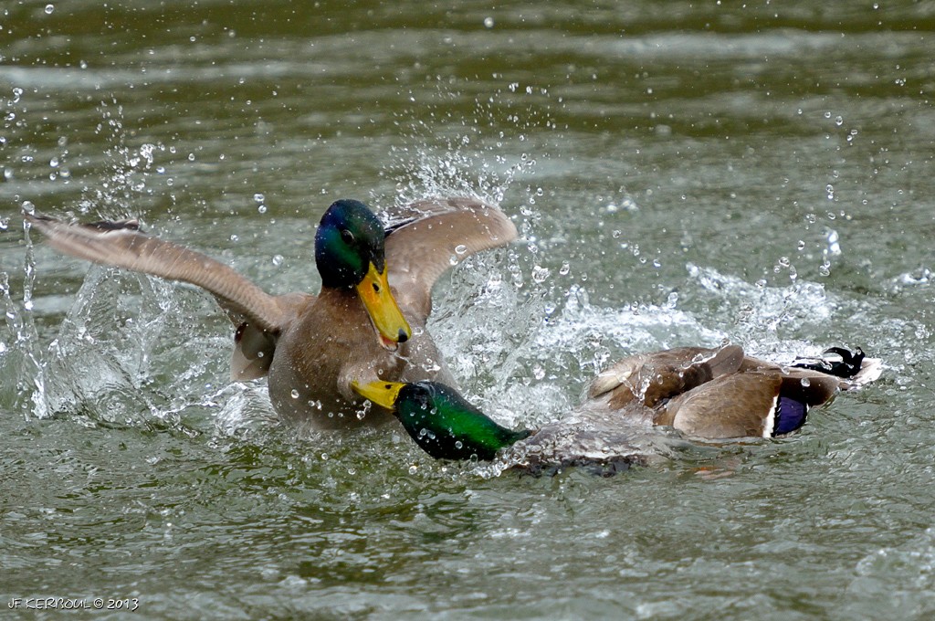 Canard escrimeur