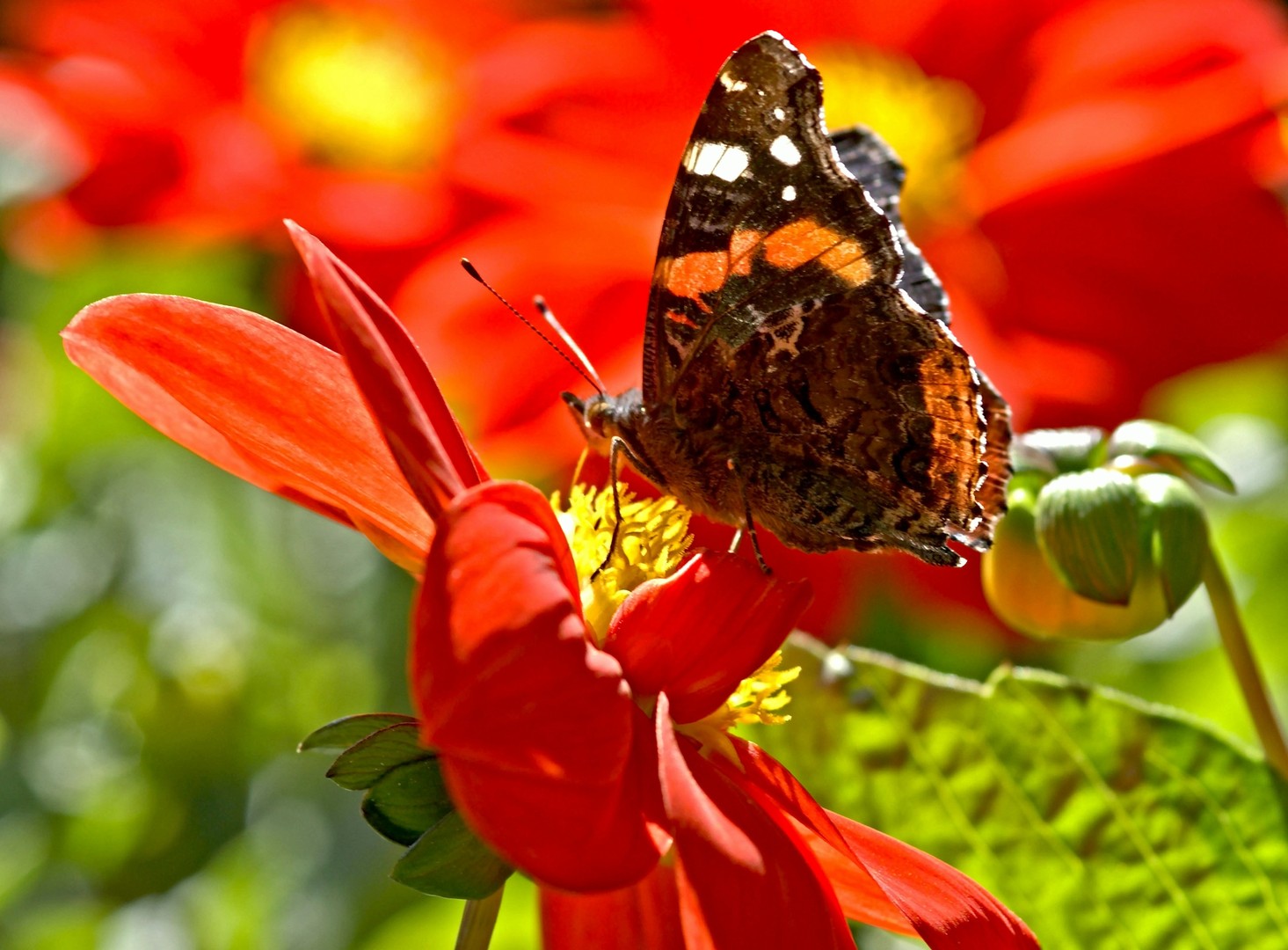 Schmetterling