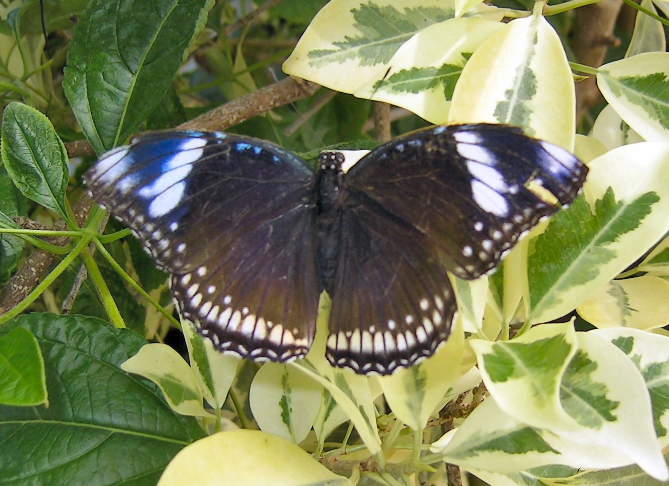 Schmetterling