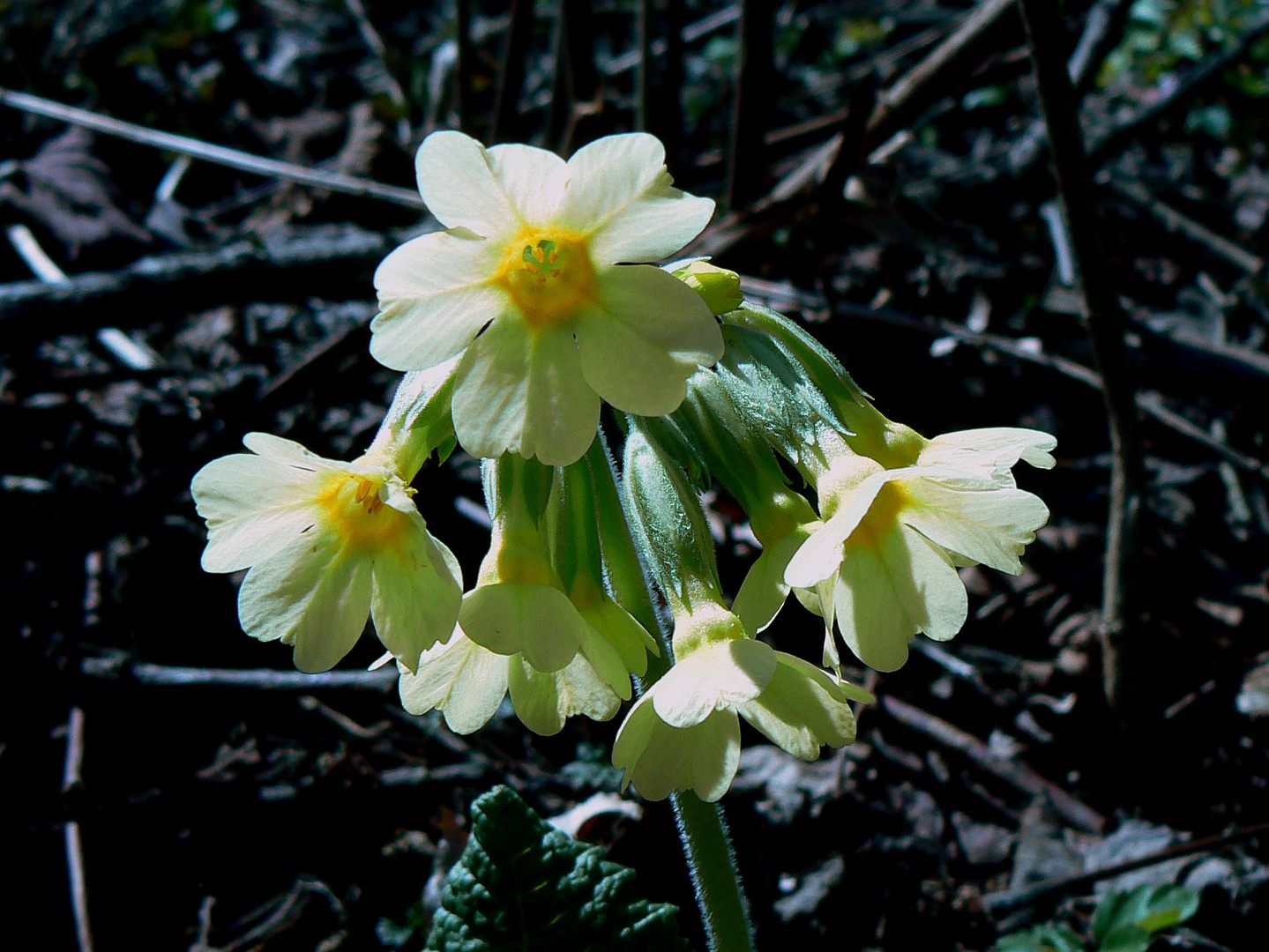 Echte Schlüsselblume