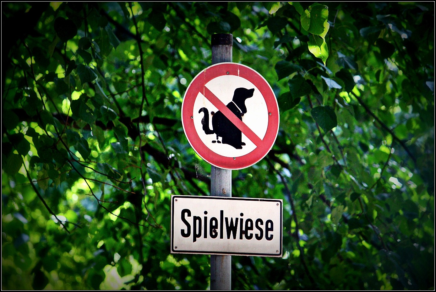 Spielwiese