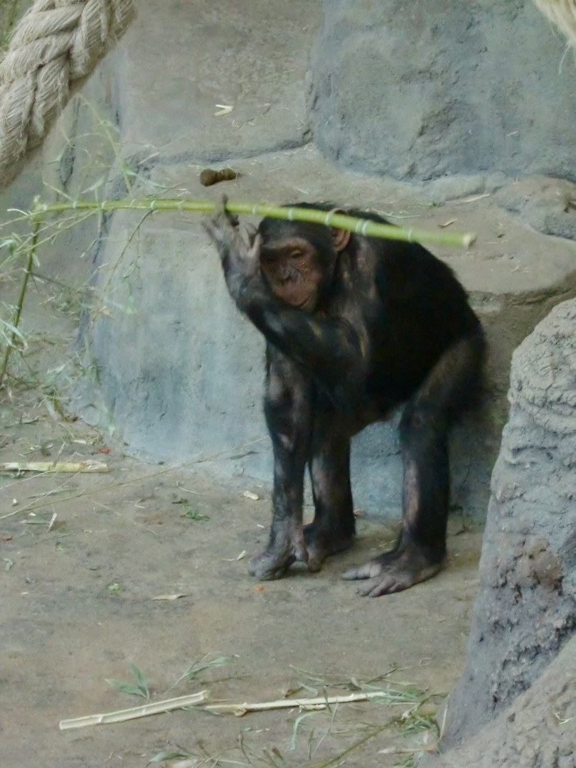 Zoo de Barcelone