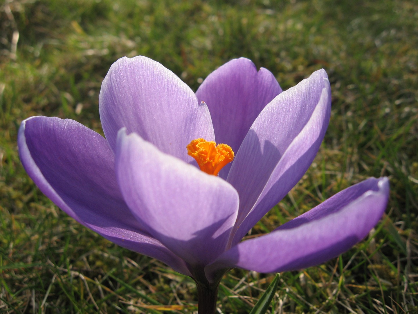 Der Frühling kommt