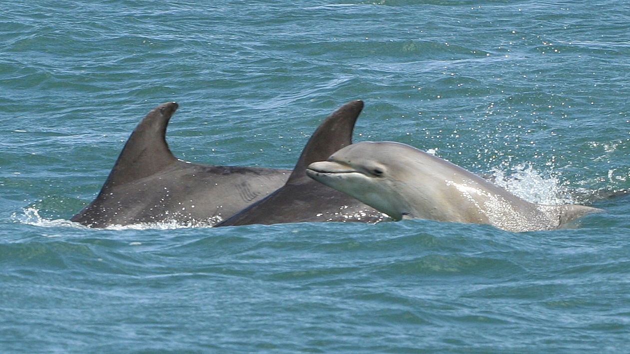 Dolphins Cardigan Bay Wales