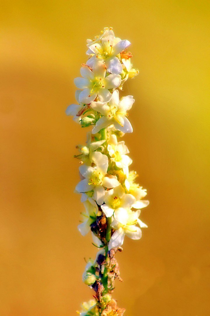 wenn Blüten strahlen