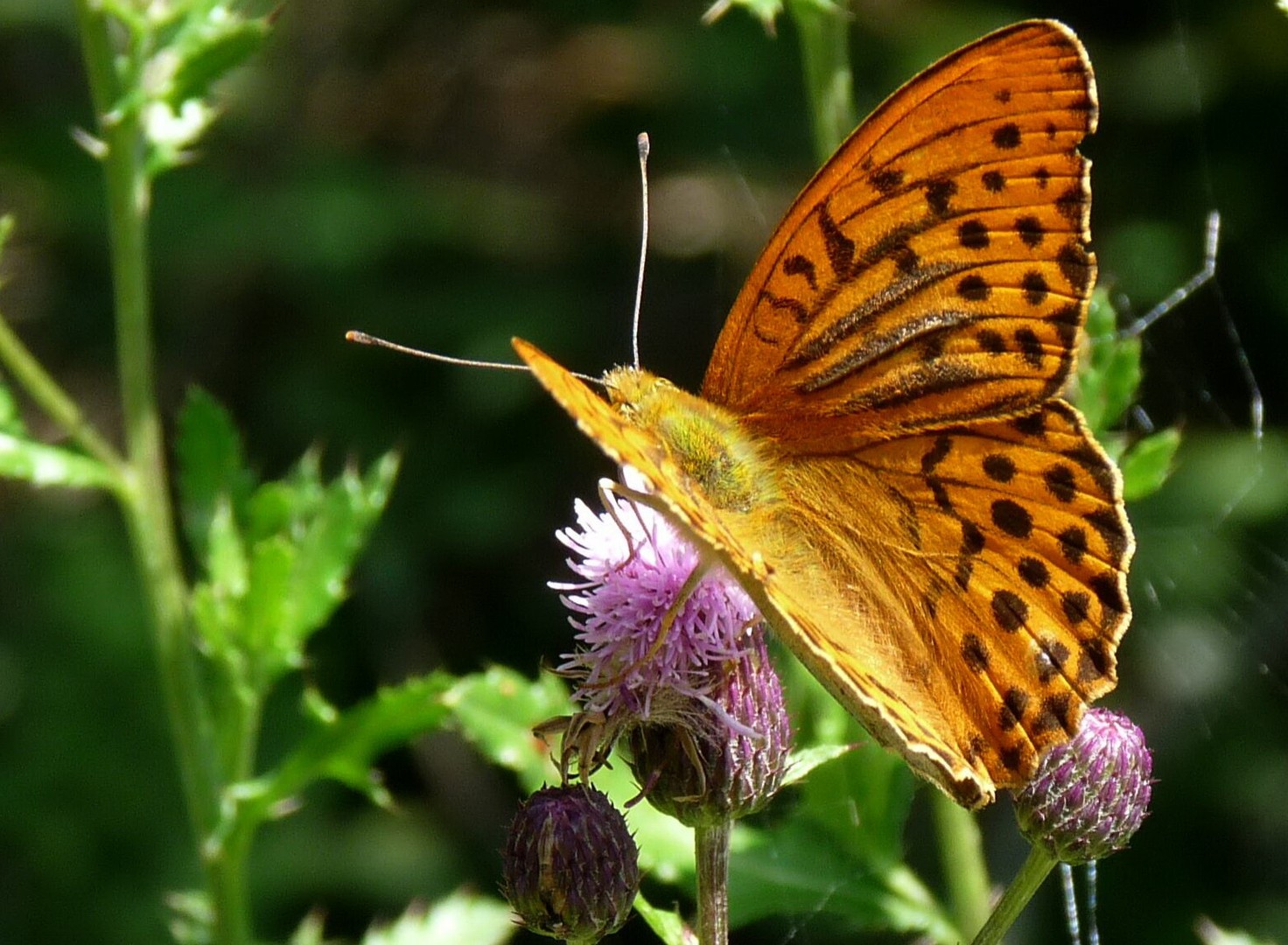 Schmetterling "Kaisermantel" ganz groß