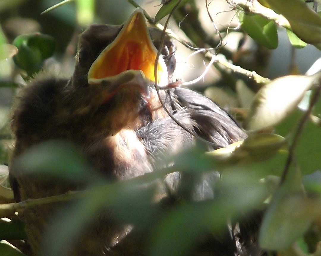 Nachwuchs im Garten