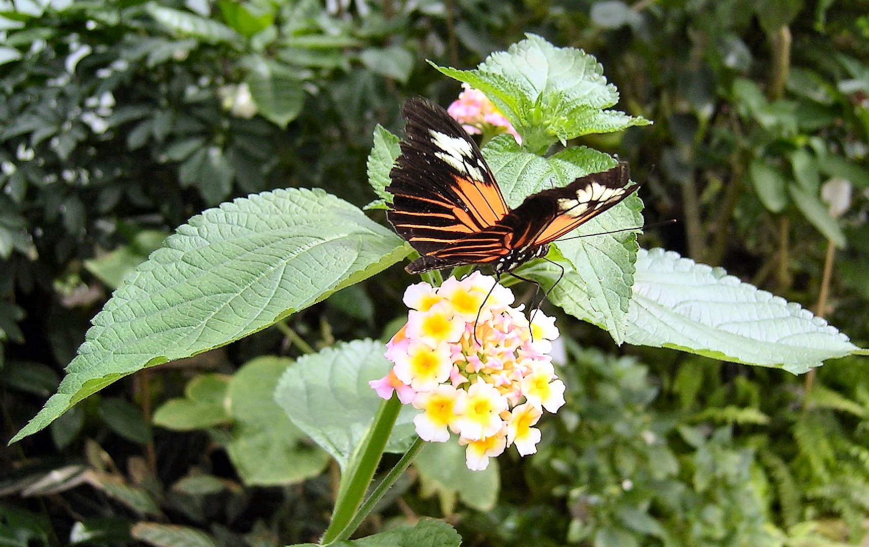 Schmetterling