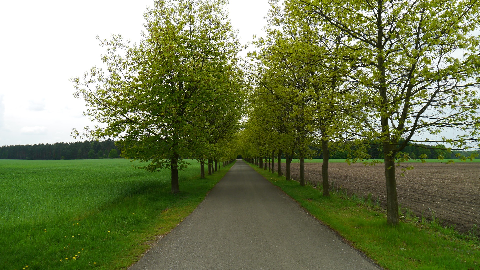 Allee im Frühjahr