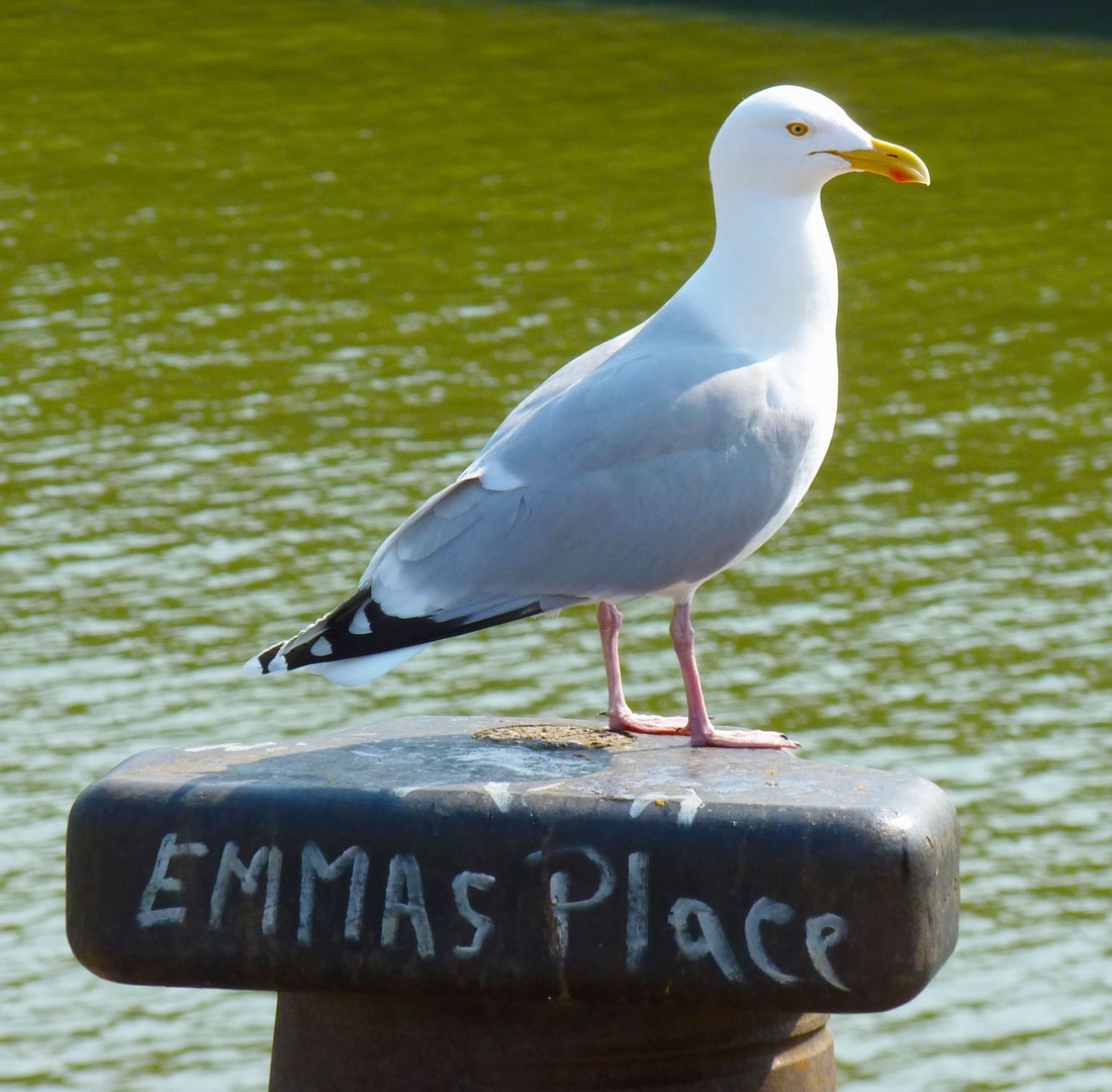 EMMAS PLACE