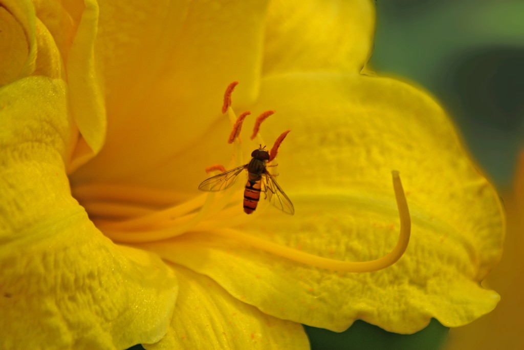 Schwebfliege beim Naschen