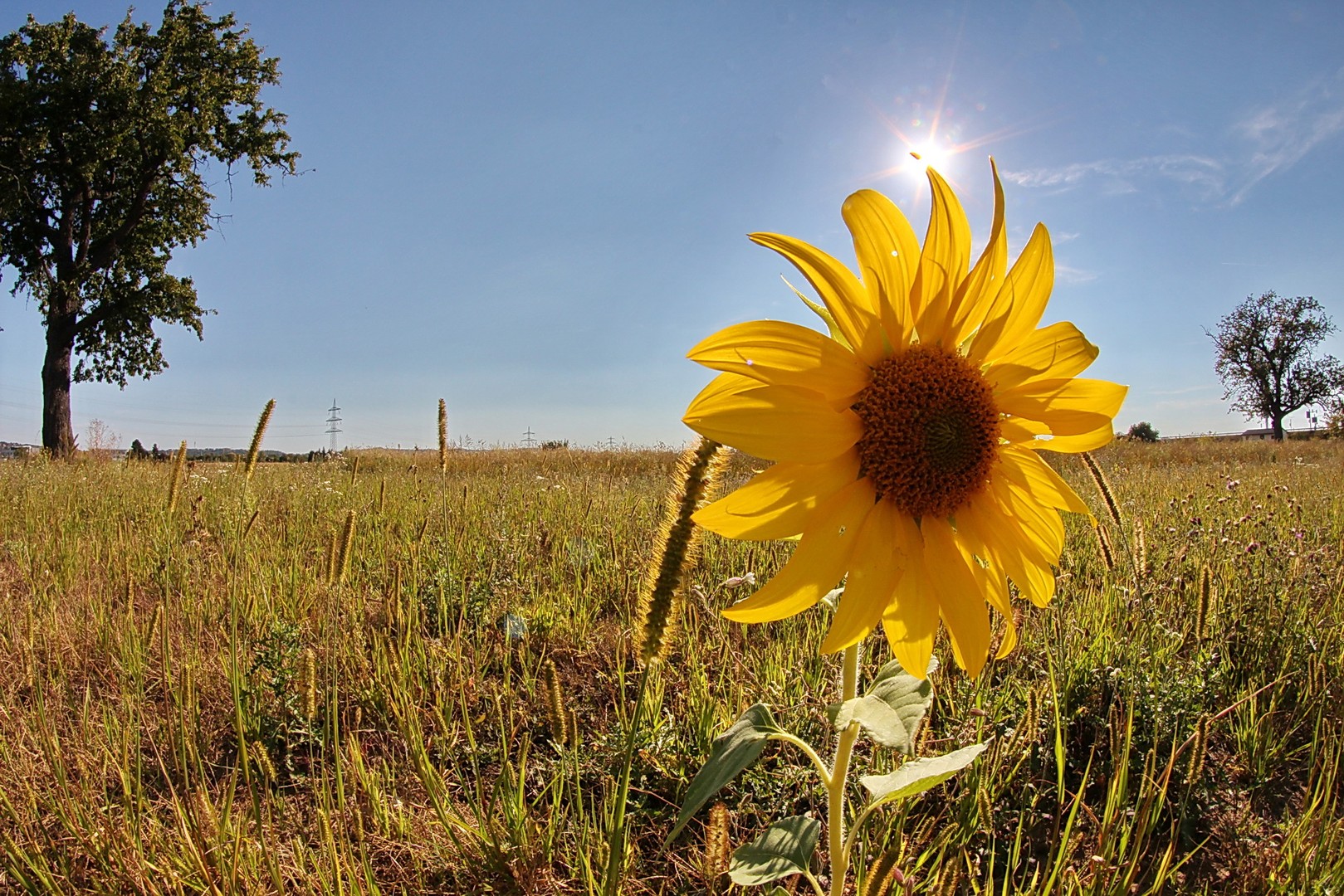 wenn Sonne,Sonnenblume berrührt