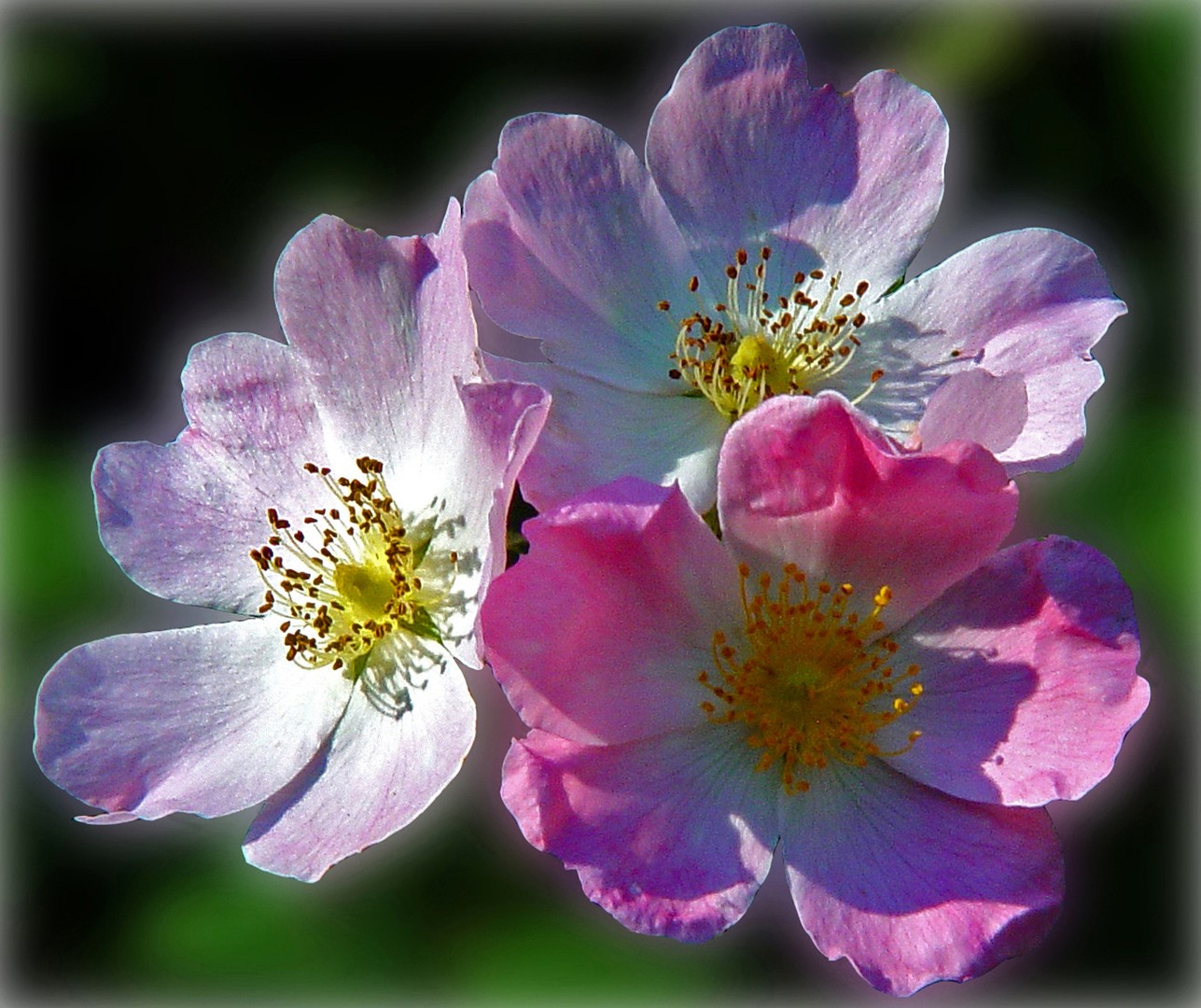 Misty wild Rose