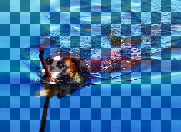 Schwimmende Boxerhündin