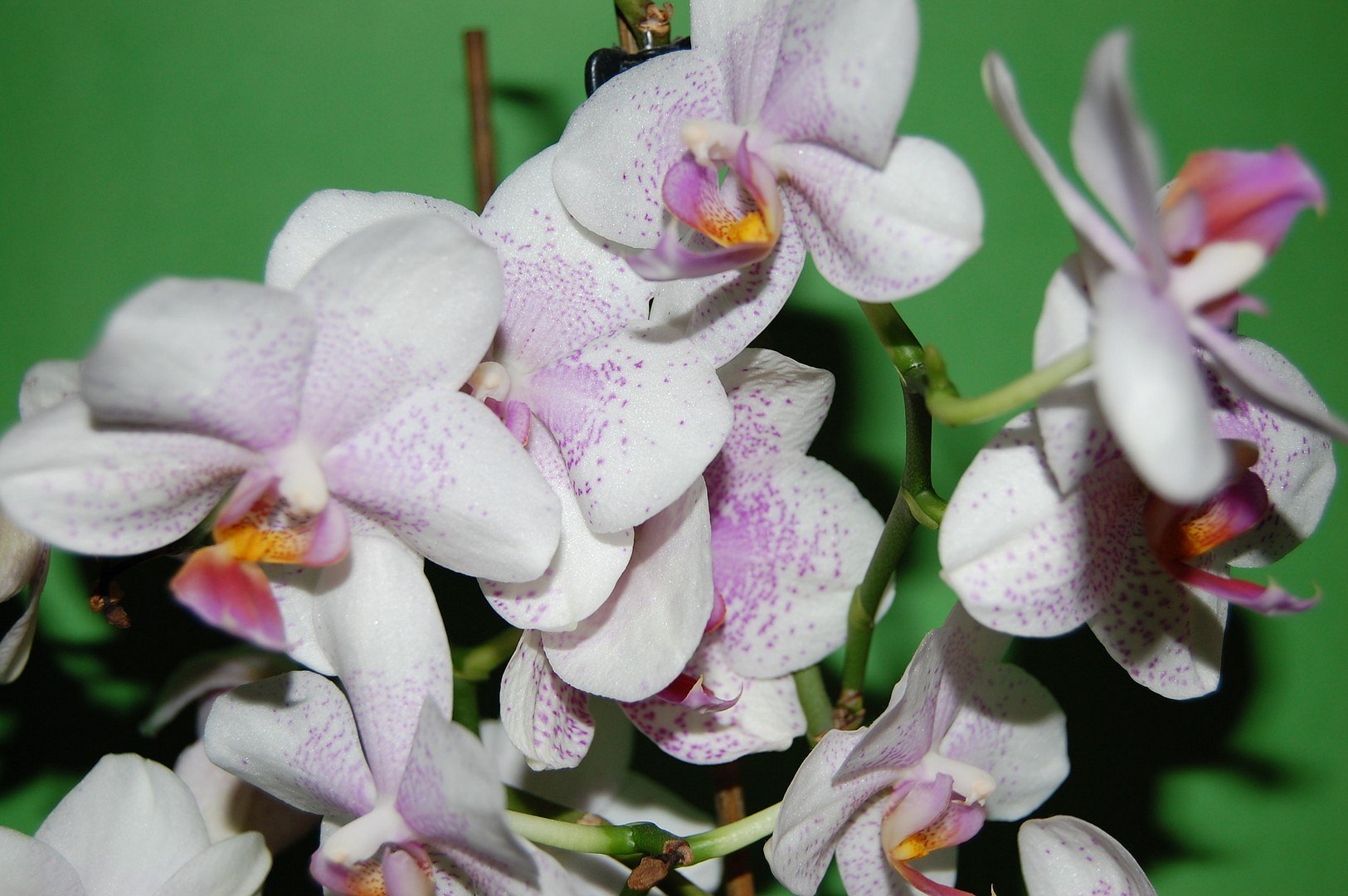 Orchidee