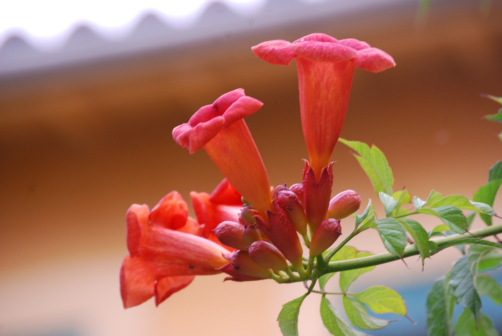 Fleurs rouges