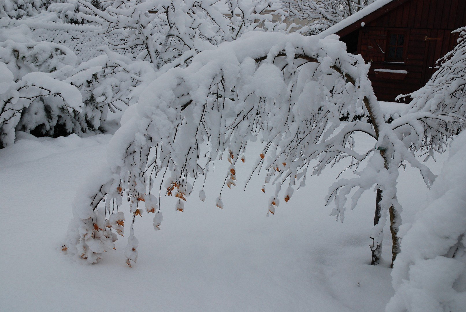 Sous le poids de la neige