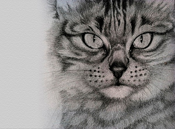 dessin de chat au crayon